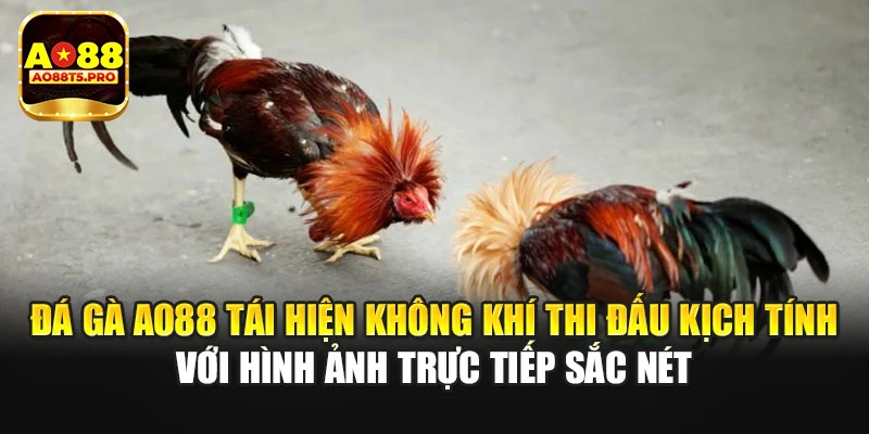 Đá gà AO88 tái hiện không khí kịch tính