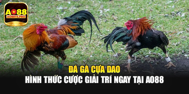 Đá Gà Cựa Dao - Hình Thức Cược Giải Trí Ngay Tại AO88