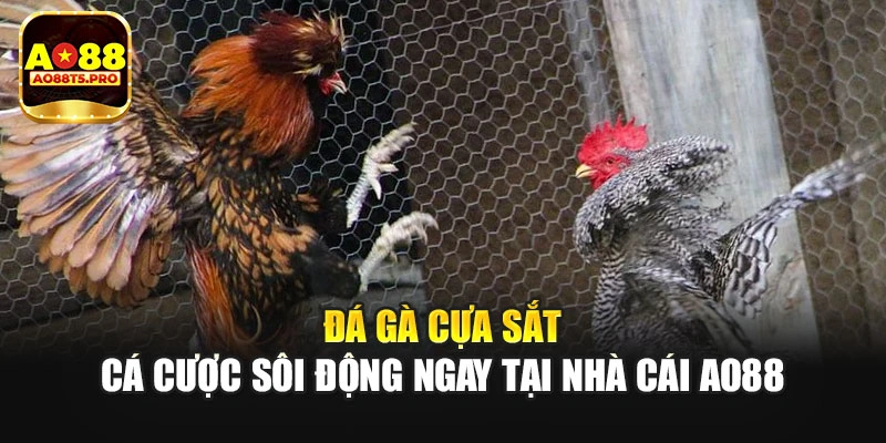 Đá Gà Cựa Sắt - Cá Cược Sôi Động Ngay Tại Nhà Cái AO88
