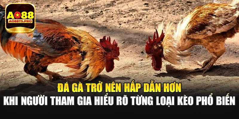 Đá gà hấp dẫn khi hiểu từng loại kèo