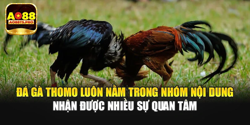 Đá gà Thomo luôn nhận được nhiều sự quan tâm