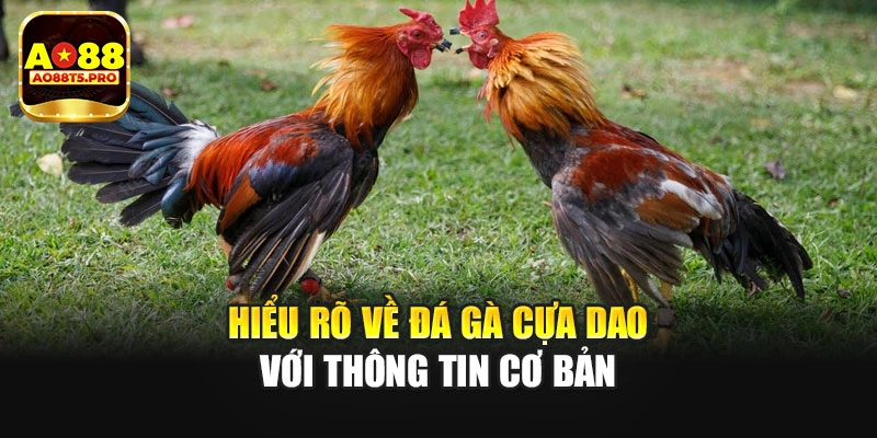Hiểu rõ về đá gà cựa dao với thông tin cơ bản