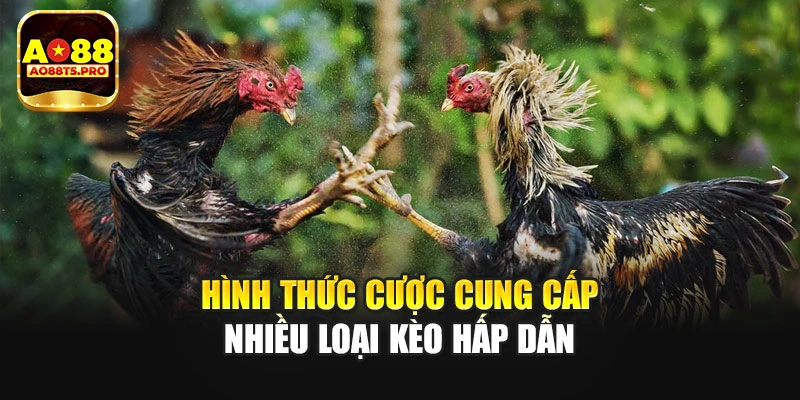 Hình thức cược cung cấp nhiều loại kèo hấp dẫn
