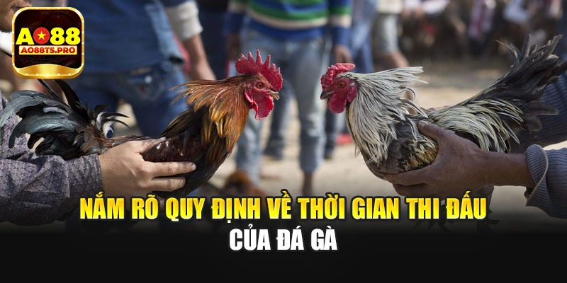 Nắm rõ quy định về thời gian thi đấu của đá gà